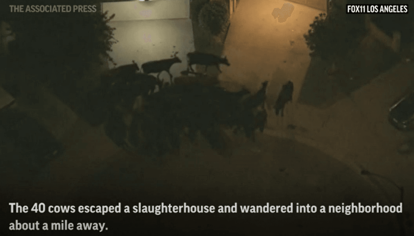 Forty cows escaped a slaughterhouse and ended up in a Los Angeles suburb Tuesday where one was killed after charging a family, authorities said. A sheriff's unit that rides horses was dispatched to help recapture and transport the cows.