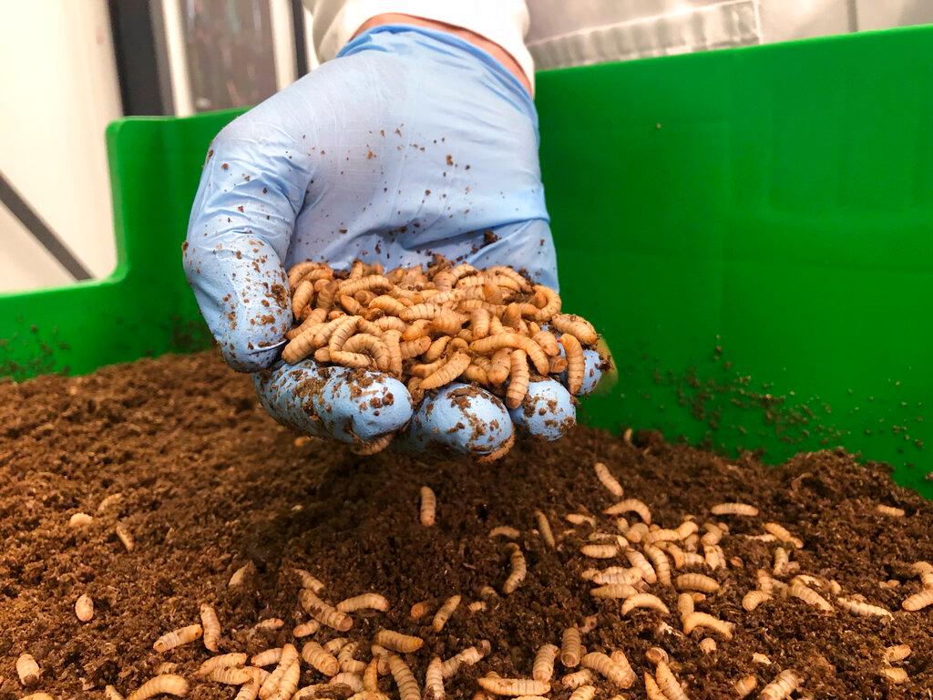 Mealworms 