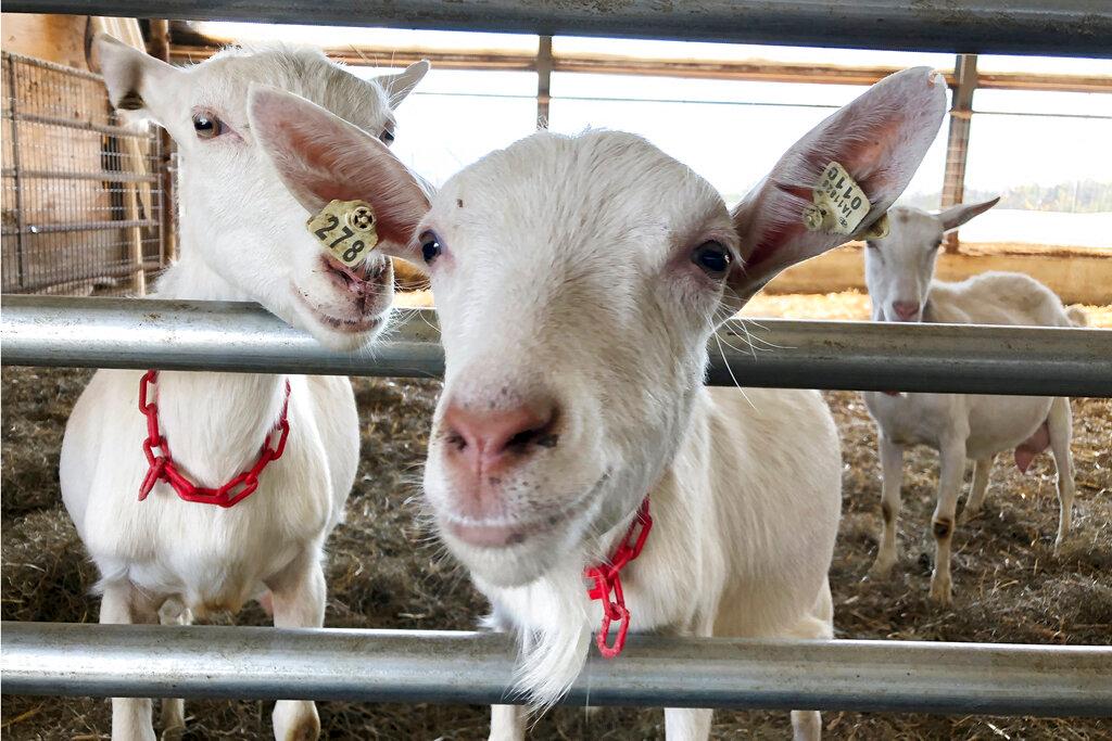 Dairy Goats 