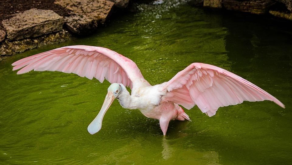 Roseate Spoonbill 