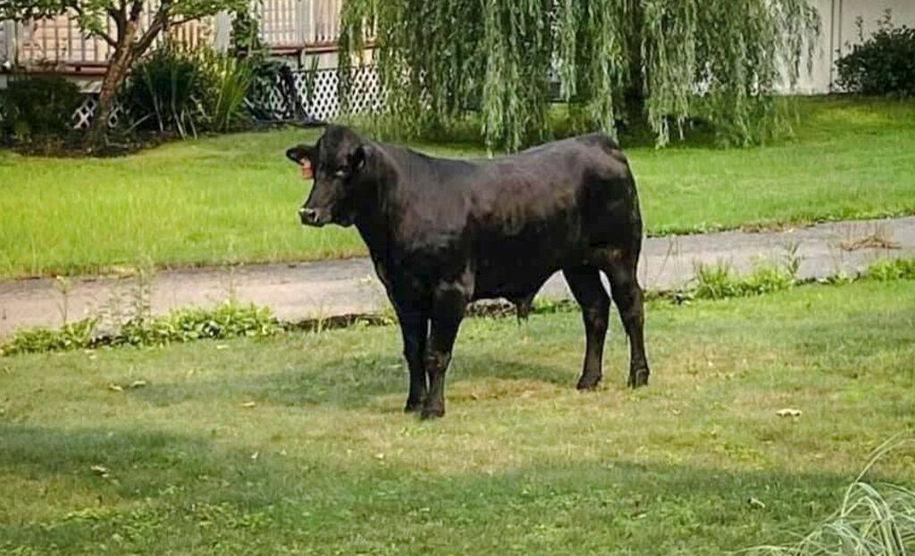 Bull on the loose 