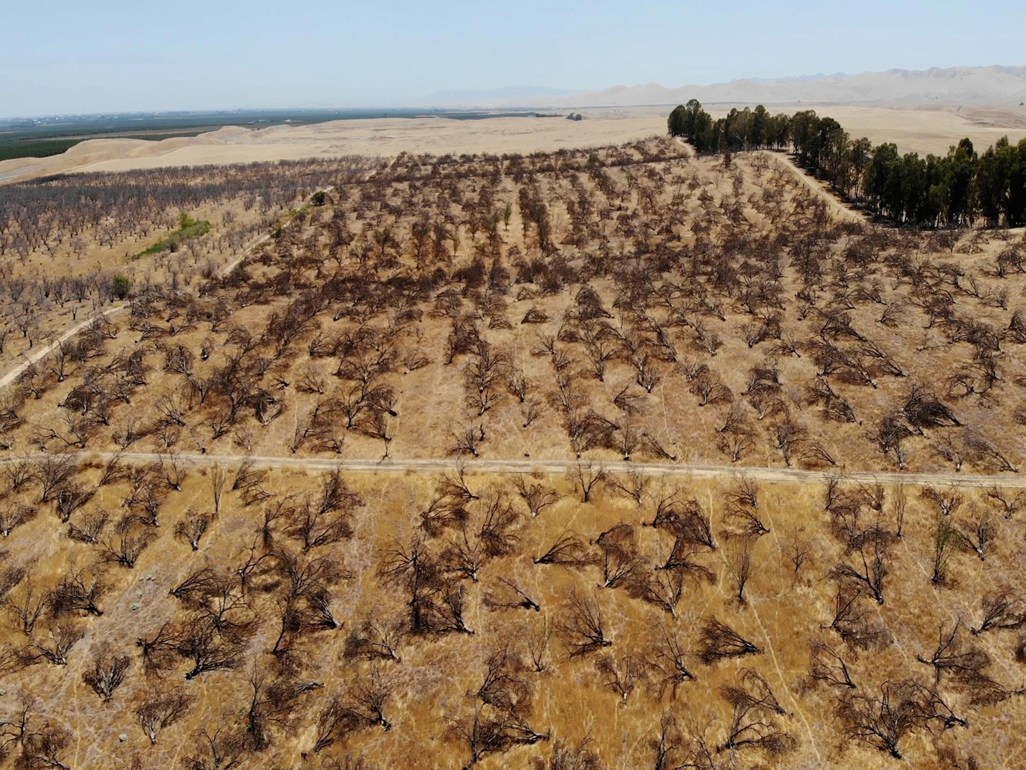 In this aerial photo is an abandoned almond orchard in Newman, Calif., on July 20, 2021.