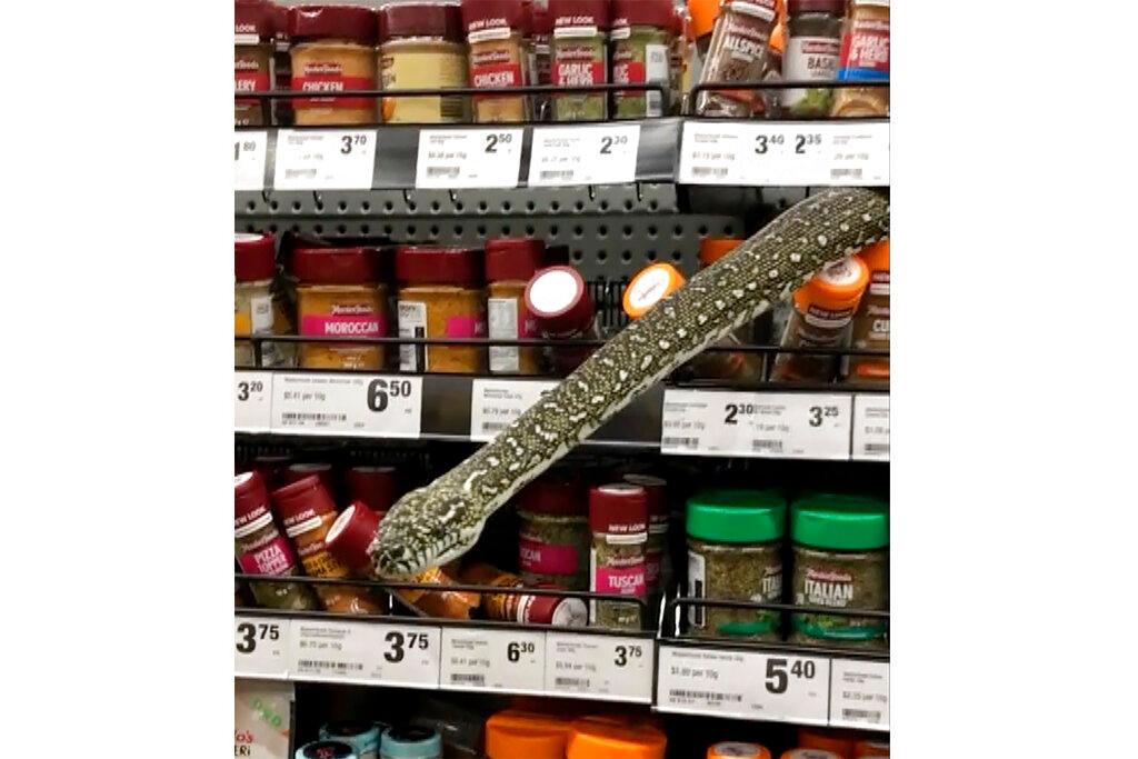 snake protrudes from grocery store spices shelf