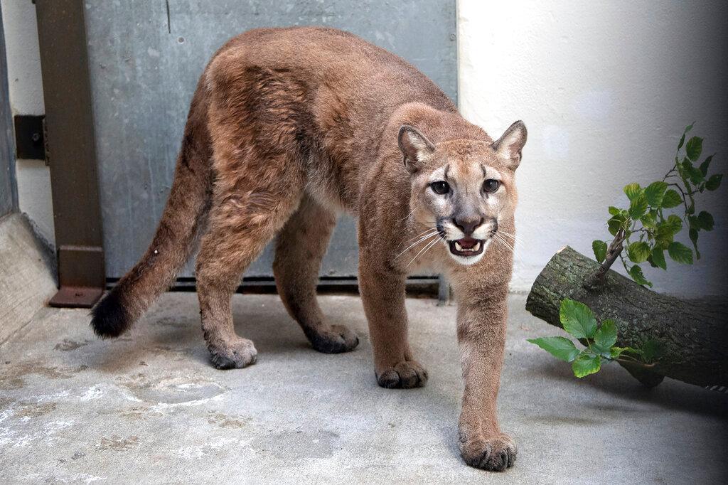 Cougar 