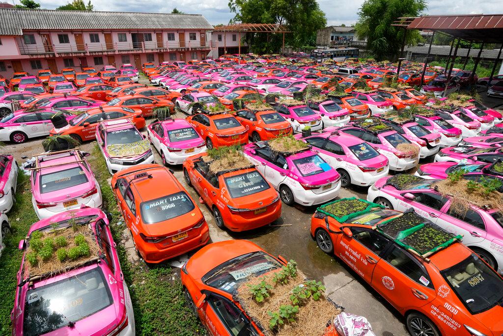 Gardens on top of car roofs 