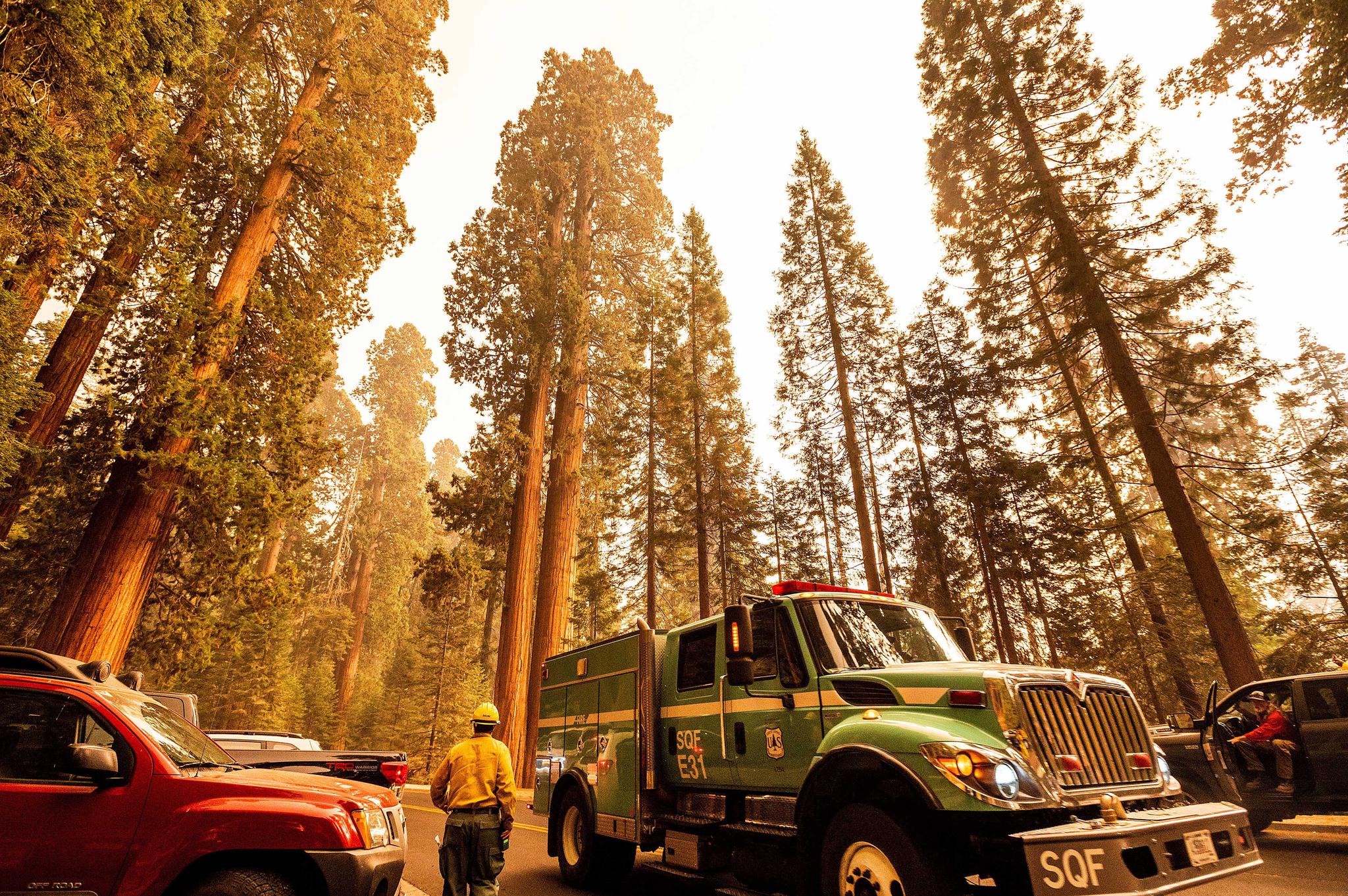 A fire engine drives past sequoia trees