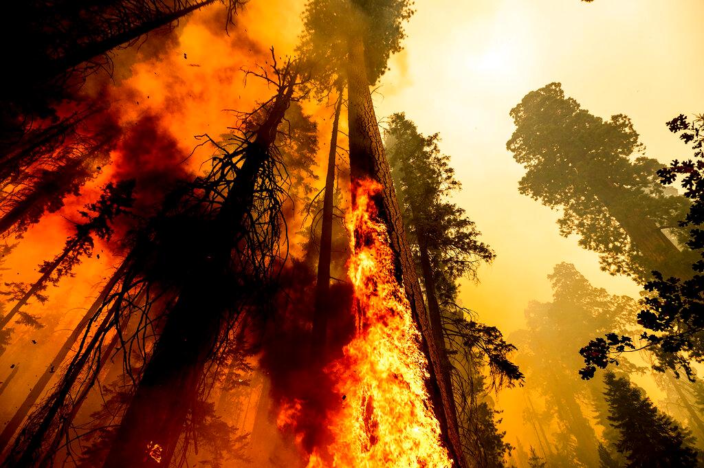 Fire burning in Sequoia Grove in California 