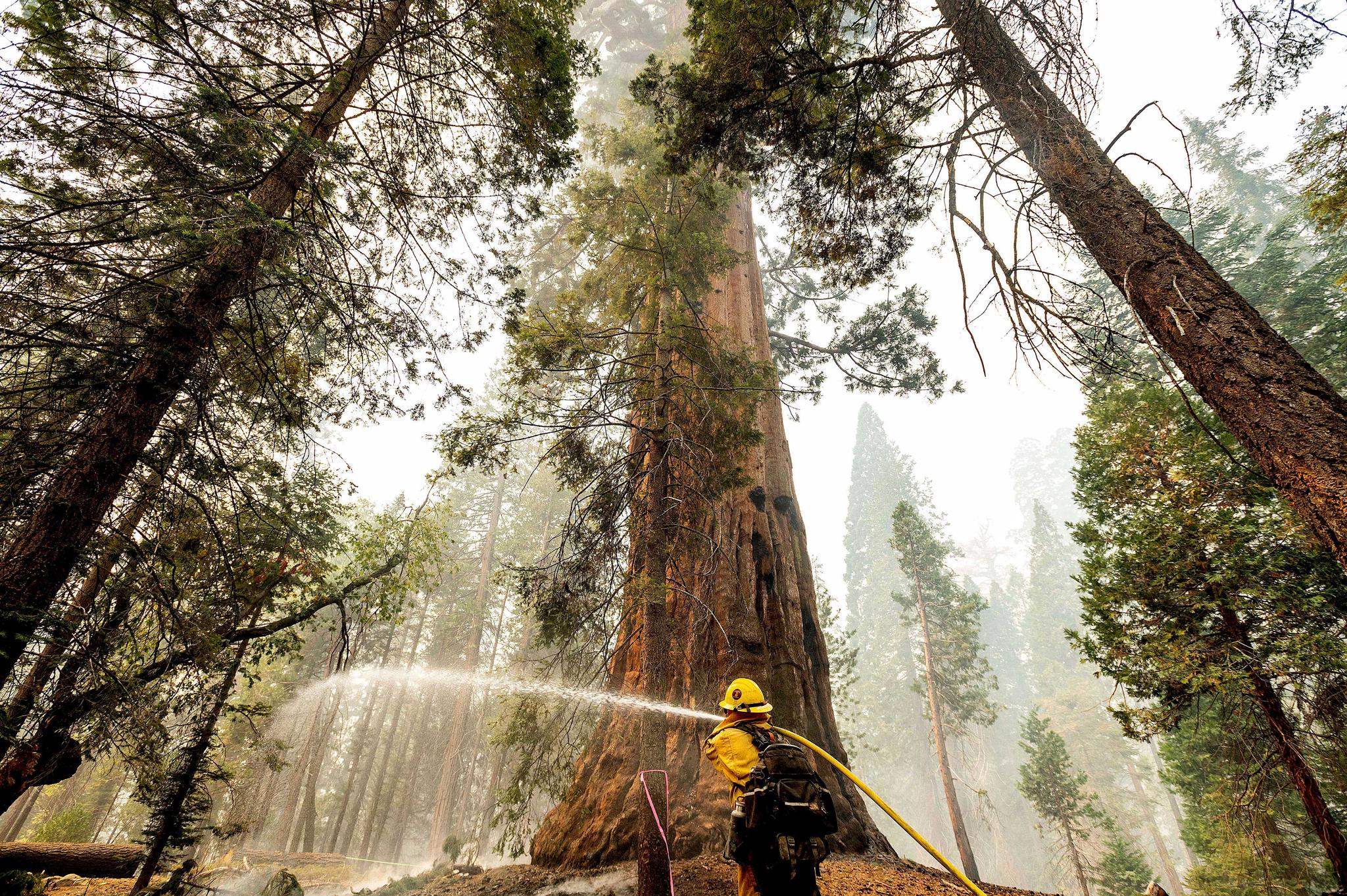 A firefighter hoses down hot spots around a sequoia tree