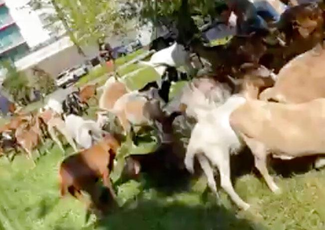 Goats in Atlanta 