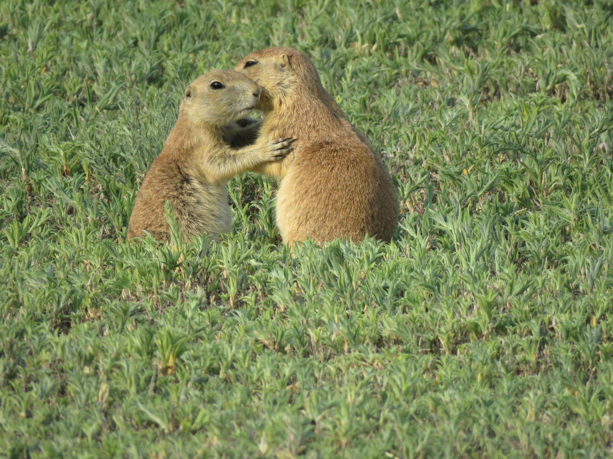 Prairie Dogs