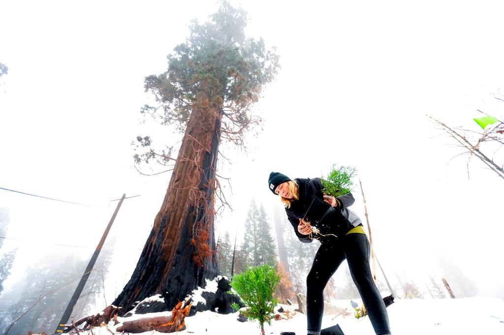 Woman planting sequoia tree 