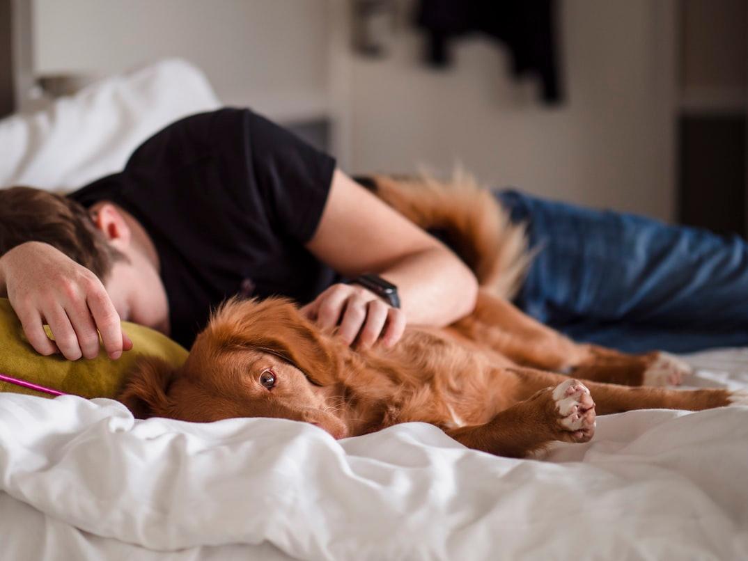 man sleeping, dog, too