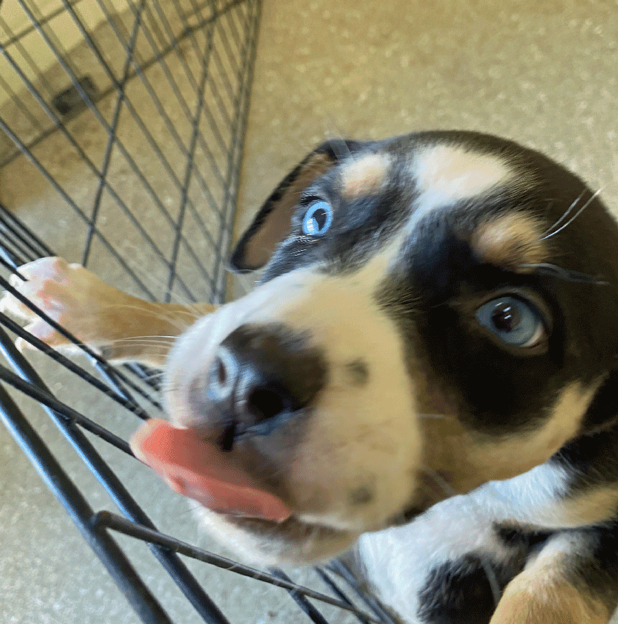 abandoned husky