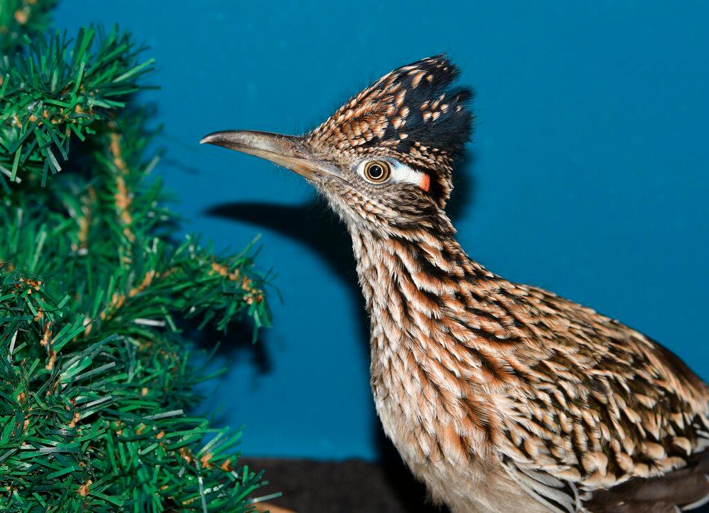 A roadrunner rests at Avian Haven, a bird rehab facility