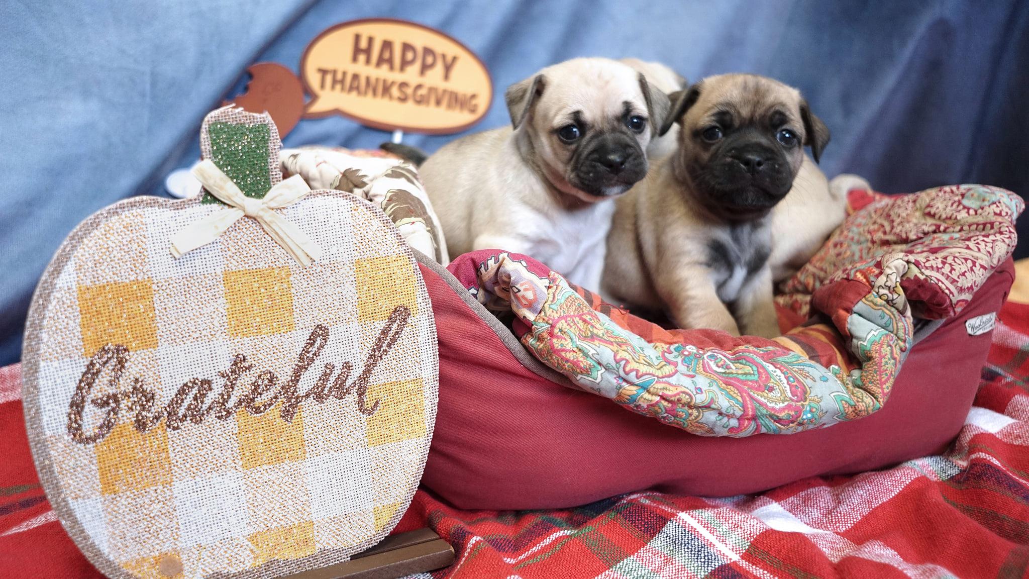 Thanksgiving dogs