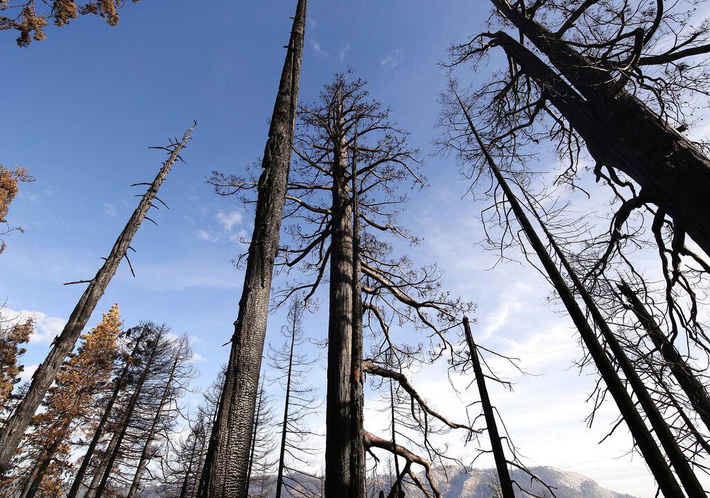 Dead sequoia trees 