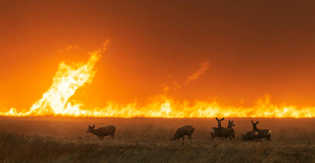  (Travis Heying/The Wichita Eagle via AP)
