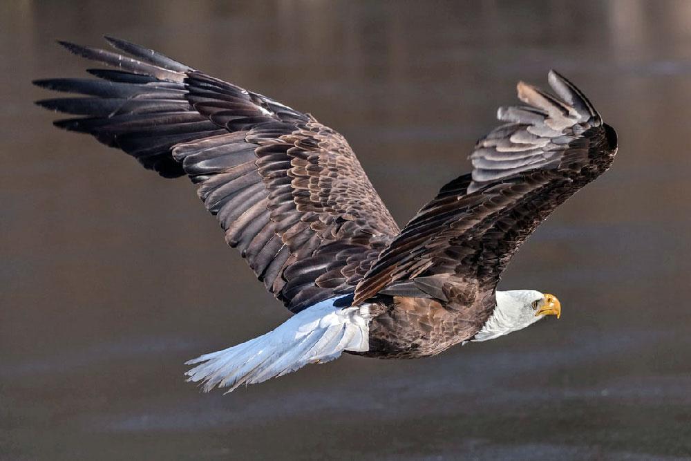 eagle soars