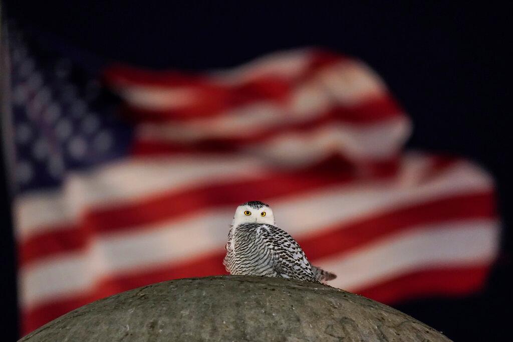 An American Flag flies in the distance as a rare snowy owl looks down from its perch atop the large stone orb of the Christopher Columbus Memorial Fountain at the entrance to Union Station in Washington