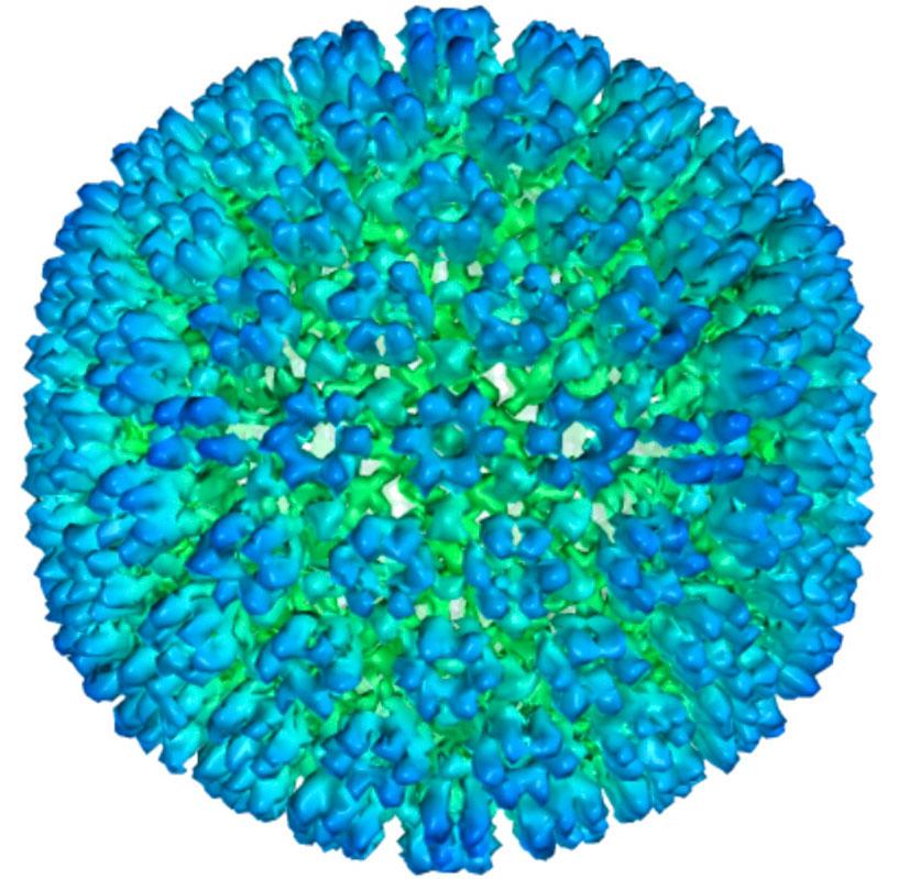Epstein-Barr Virus 