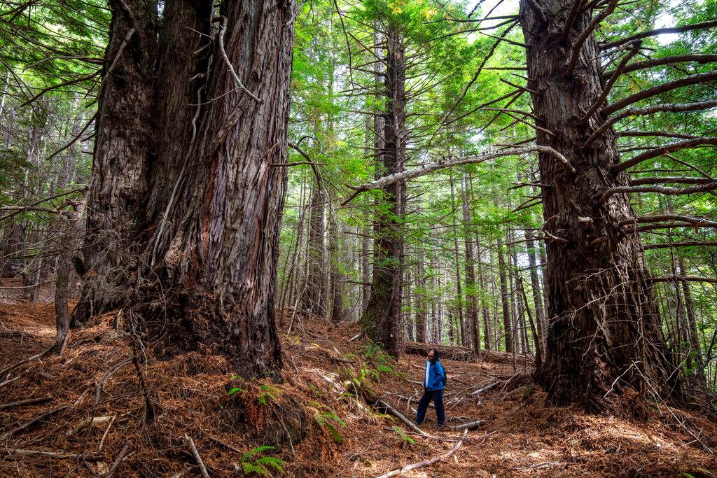 some of the 523 acres of redwood forestland in Mendocino County, Calif