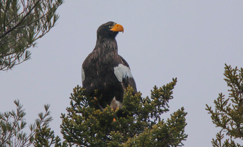 A Steller's sea eagle is seen off Georgetown, Maine near a crow. The rare eagle has taken up residence thousands of miles from its home range, delighting bird lovers and baffling scientists. 