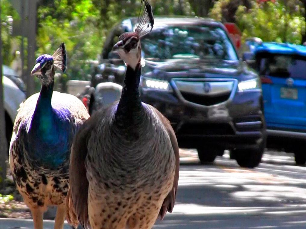 Miami Peacocks 