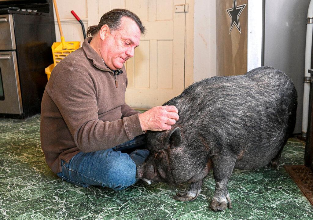 a man and his pig