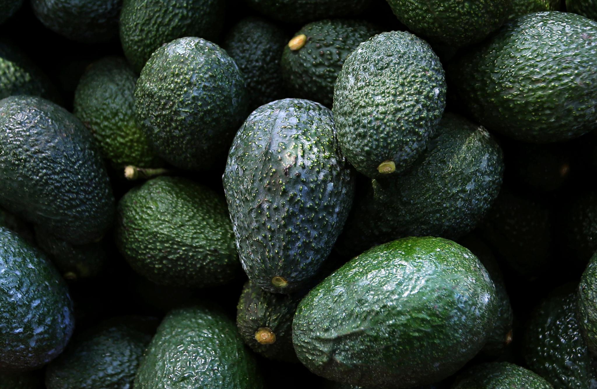 Recently harvested avocados at an orchard near Ziracuaretiro, Michoacan state, Mexico, Oct. 1, 2019.