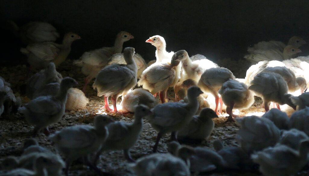chickens