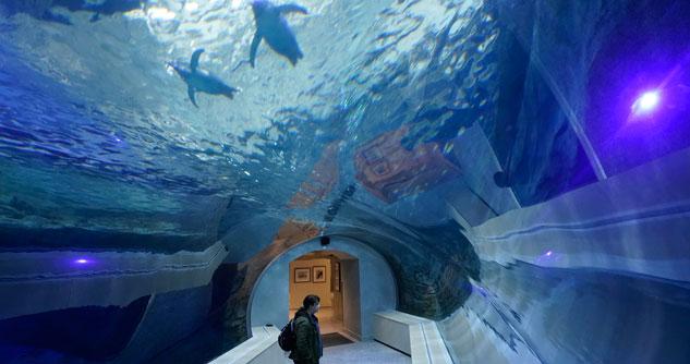 A woman walks through an underground tunnel with penguins swimming overhead.