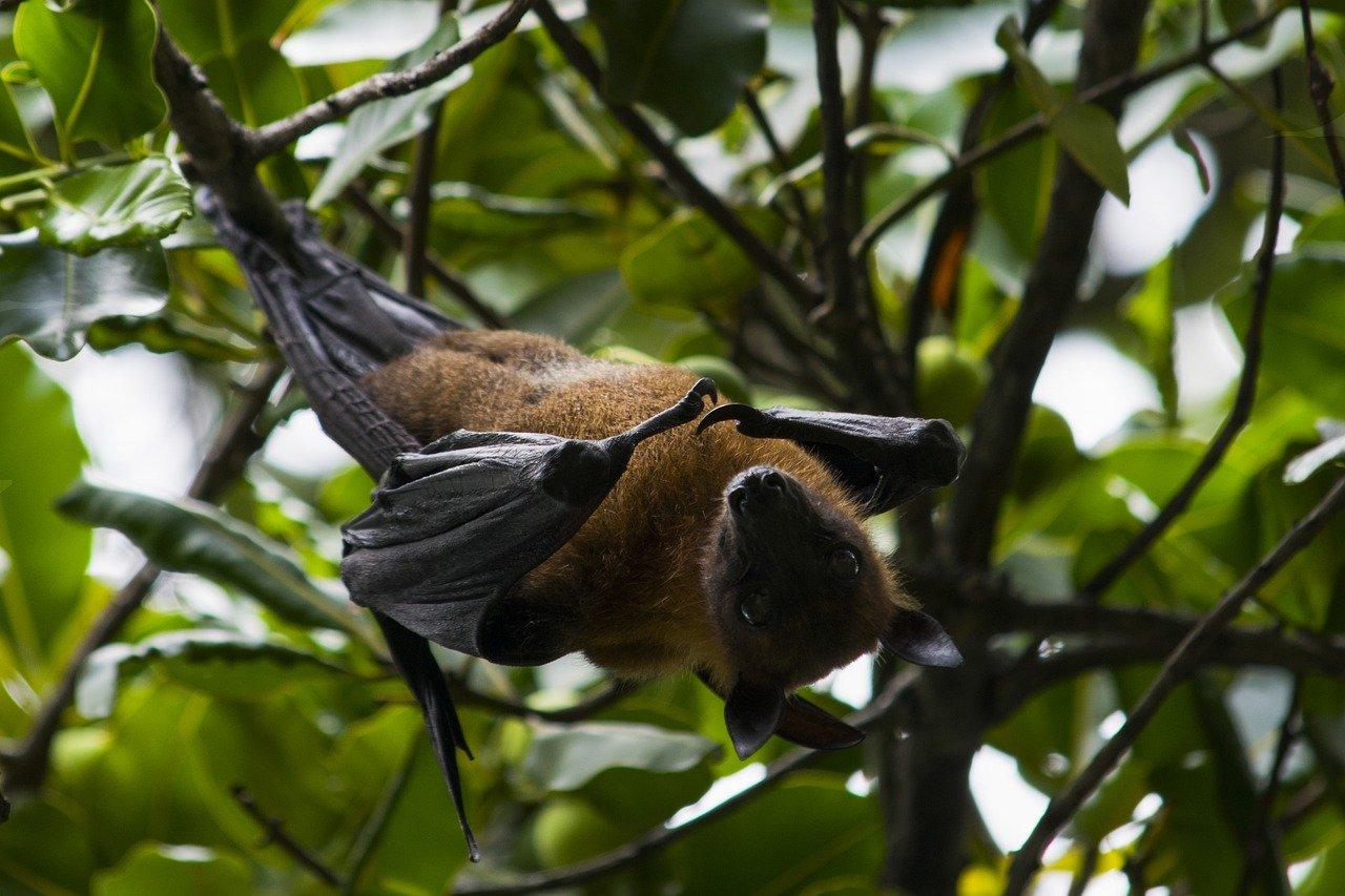 Fruit Bat