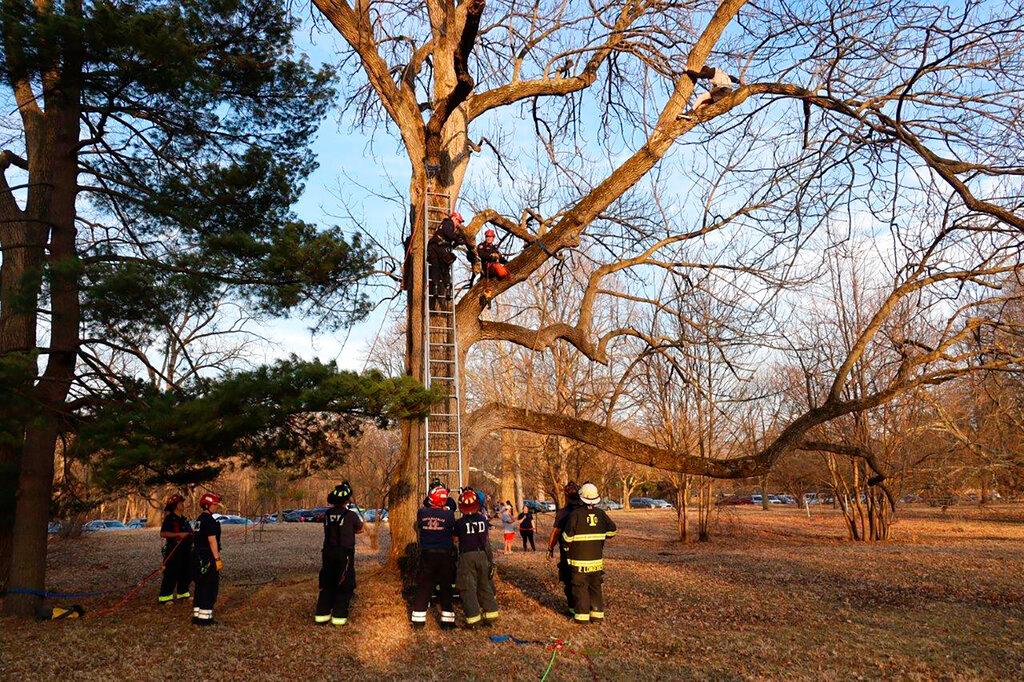 Firefighters rescue boy in tree trying to rescue a cat 