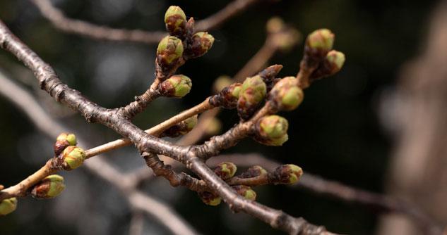Closeup of a budding tree