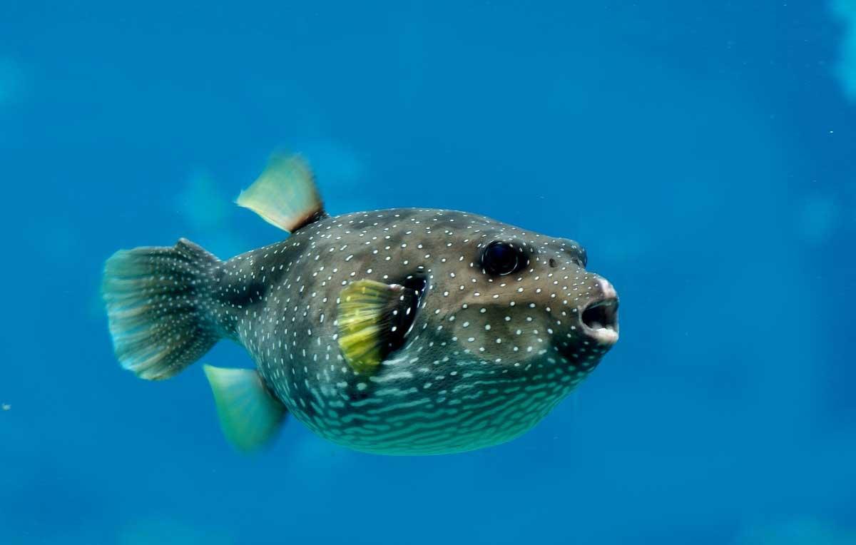 Spotted Pufferfish
