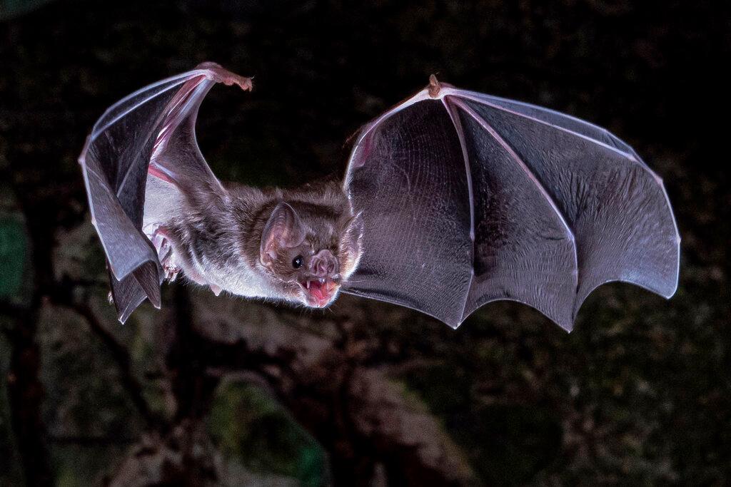 Vampire bat flying