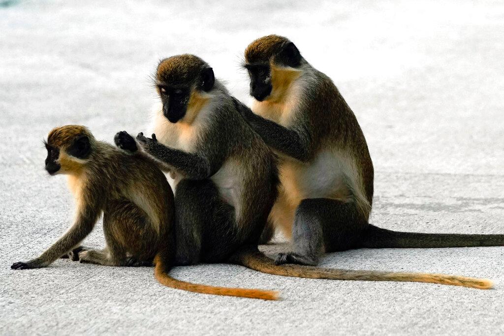 Female vervet monkeys Bella, left, Snow White, center, and Olivia groom each other in the Park 'N Fly airport lot 