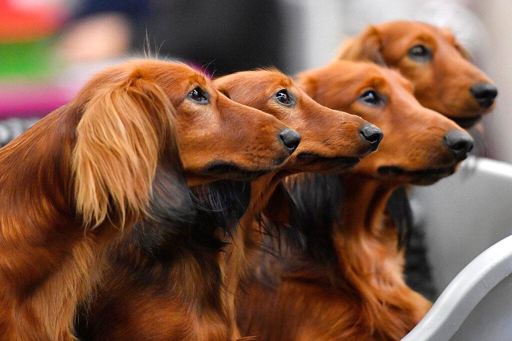 Dachshund dogs wait in a box before competition at a dog show in Dortmund, Germany, on Friday, Oct. 13, 2017. Research released on Thursday, April 28, 2022, confirms what dog lovers know _ every pup is truly an individual. A new study has found that many of the popular stereotypes about the behavior of specific breeds aren’t supported by science.