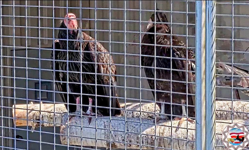 California Condors waiting for release in Northern California 
