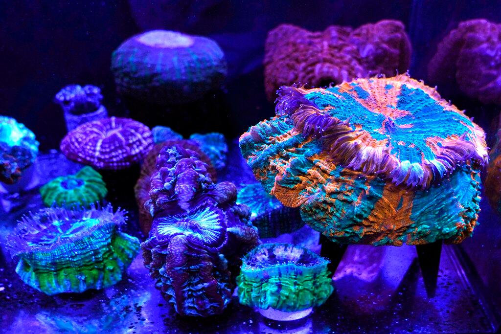 variety of fluorescent and fleshy solitary stony corals