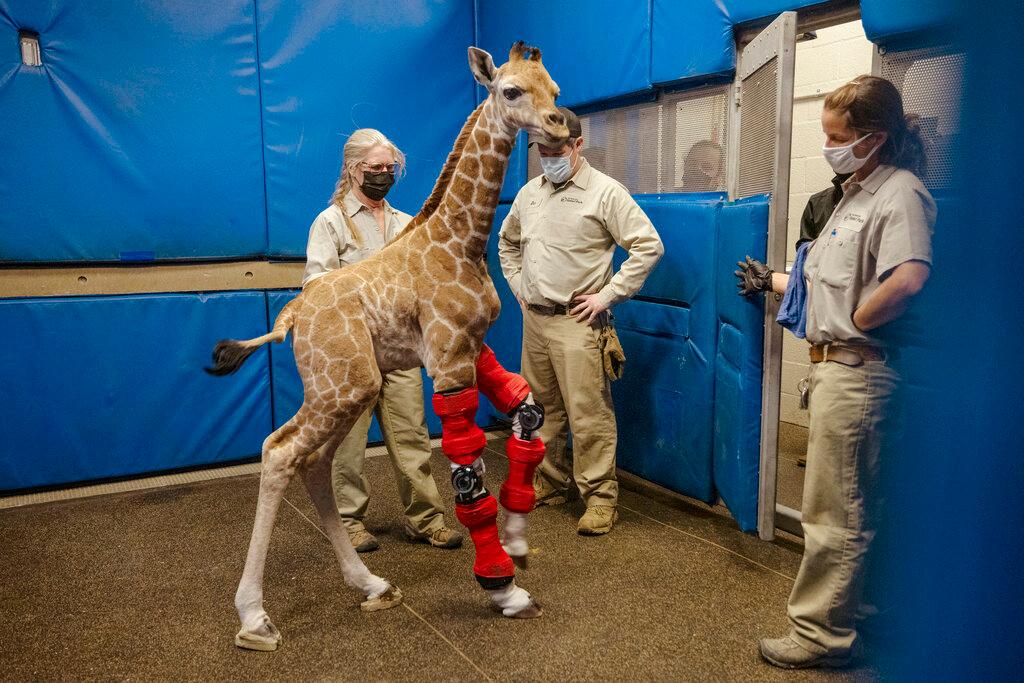 Msituni is a giraffe calf born with an unusual disorder that caused her legs to bend the wrong way.