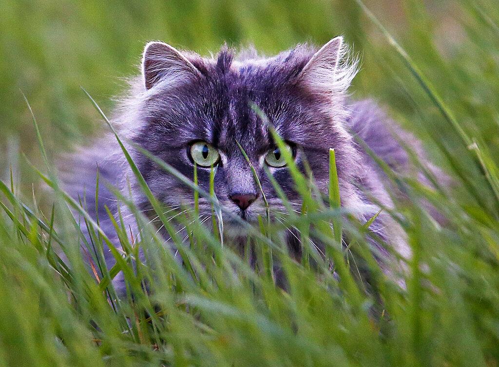 File photo shows a big cat sitting in the deep grass in Frankfurt, Germany, Wednesday, April 19, 2017.