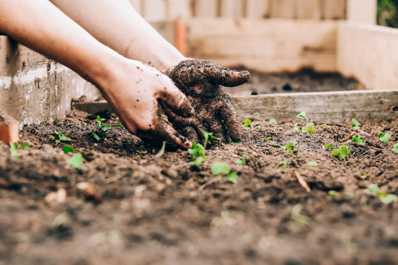 gardening dirt