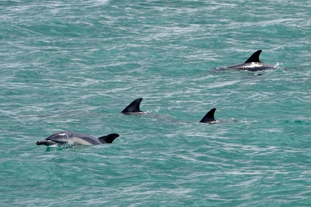 A pod of dolphins swimming