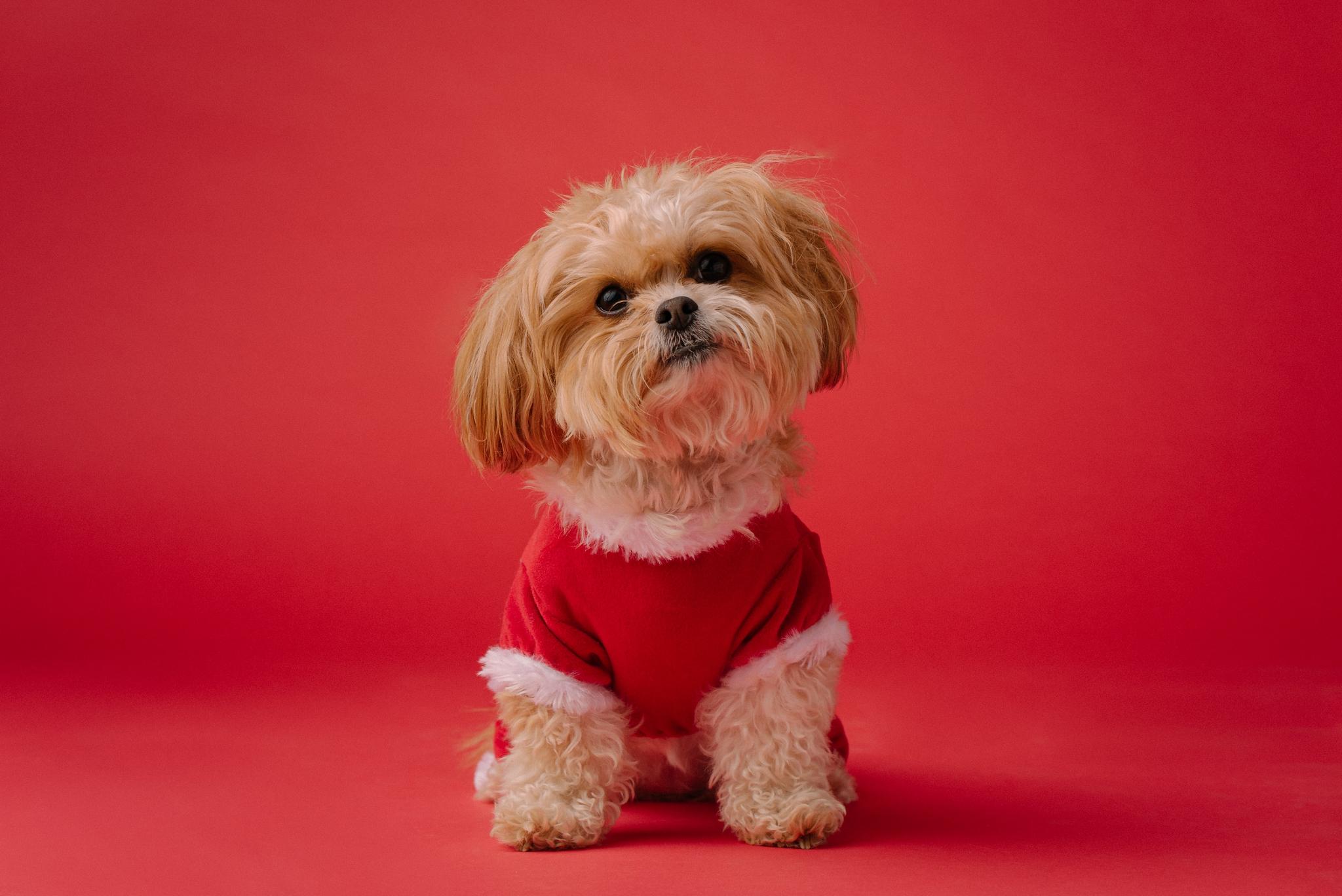 cute dog