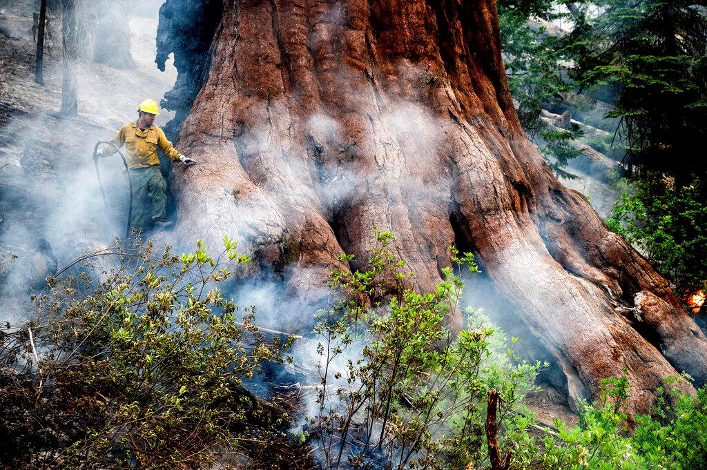 A firefighter protects a sequoia tree as the Washburn Fire burns in Mariposa Grove in Yosemite National Park, Calif.