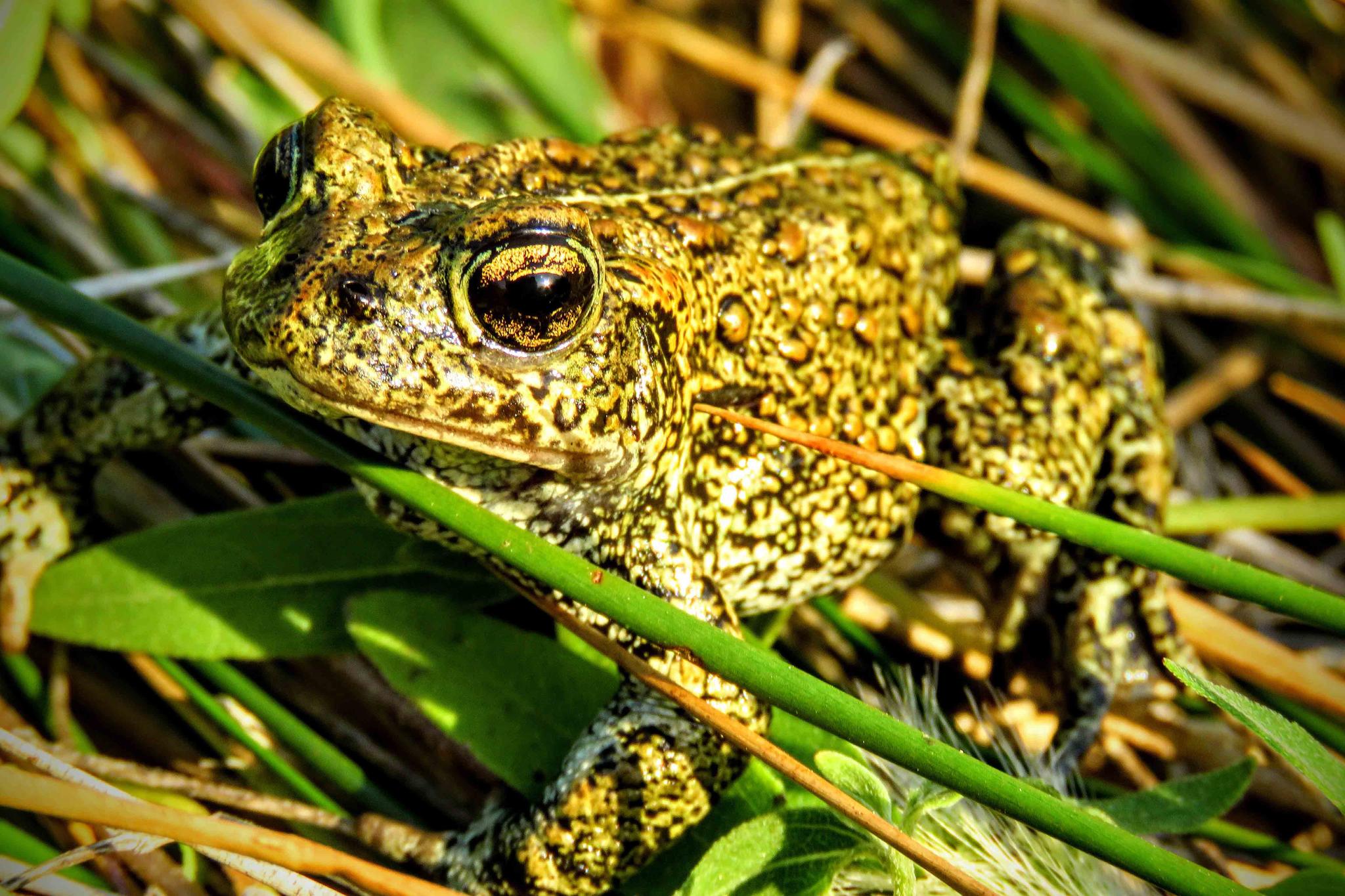  In this 2017 photo provided by the Center for Biological Diversity is a Dixie Valley toad, which the U.S. Fish and Wildlife Service has temporarily listed as an endangered species on an emergency basis near the site of a power plant site in Nevada.