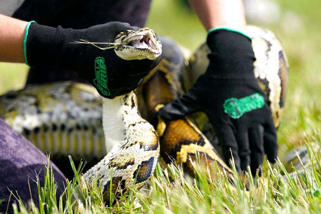 Python