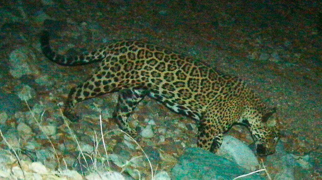 jaguar