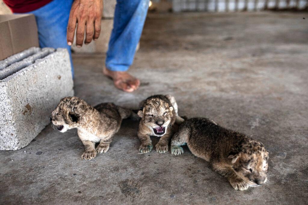 3 lion cubs joyously welcomed at Gaza zoo